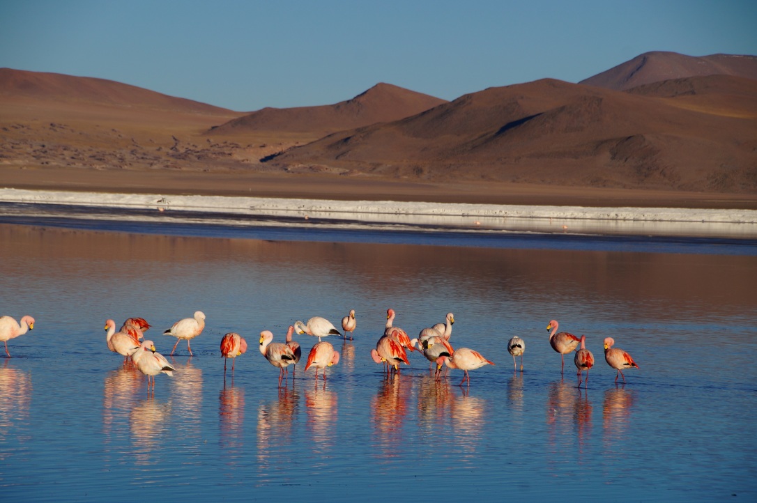 Uyuni Salt Flat Flamingoes